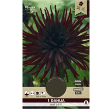 Dahlia Nuit d''Été pe ambalaj