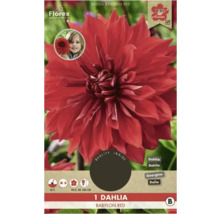 Dahlia Babylon Red, un bulb de flori pentru flori mari