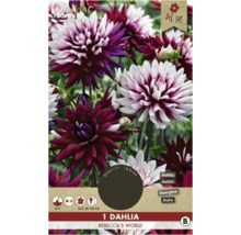 Dalie Rebecca''s World, floare multicoloră