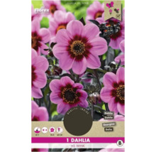 Pachet de plante Dahlia HS Wink