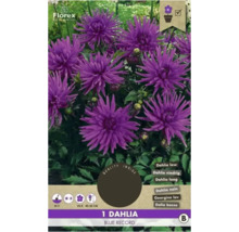 Ambalaj de dalie pitică albastră ''Blue Record''