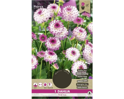 Bulbi de flori Florex dalia Pink Isa 1 buc.