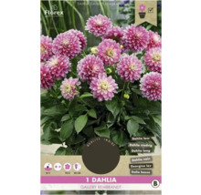 Planta Dahlia Gallery Rembrandt cu flori roz