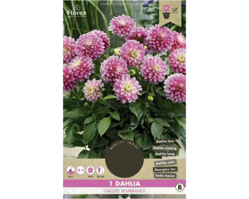 Bulbi de flori Florex dalia Rembrandt 1 buc.