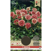 Dalie Little Tiger plantă