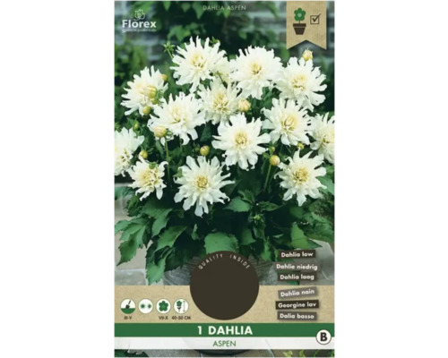 Bulbi de flori Florex dalia Aspen 1 buc.