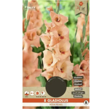 Pachet cu 8 bulbi de gladiolă Peter Pears