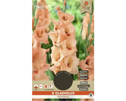 Bulbi de flori Florex gladiole Peter Pears 8 buc.