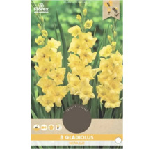 Pachet cu 8 bulbi de gladiolă Nova Lux
