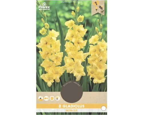 Bulbi de flori Florex gladiole Nova Lux 8 buc.