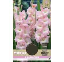 Pachet cu opt gladiole din soiul Rose Supreme