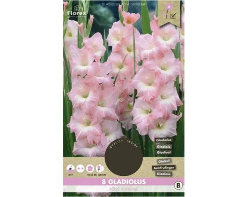 Bulbi de flori Florex gladiole Rose Supreme 8 buc.