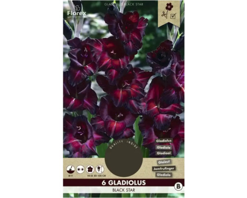 Bulbi de flori Florex gladiole Black Star 6 buc.