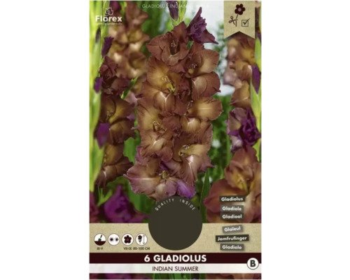 Bulbi de flori Florex gladiole Indian Summer 6 buc.