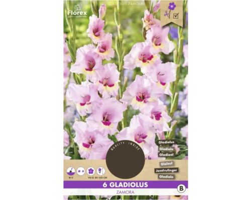 Bulbi de flori Florex gladiole Zamora 6 buc.