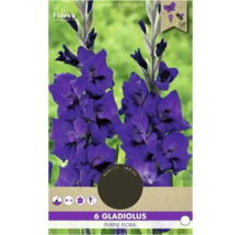 Pachet cu 6 bulbi de gladiole Purple Flora