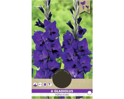 Bulbi de flori Florex gladiole Purple Flora 6 buc.