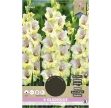 Pachet cu șase bulbi de gladiolă Mon Amour