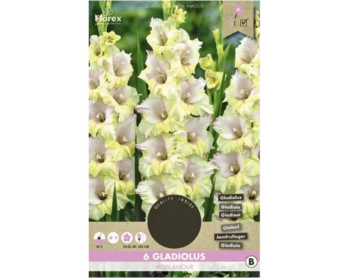 Bulbi de flori Florex gladiole Mon Amour 6 buc.