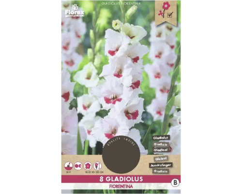 Bulbi de flori Florex gladiole Fiorentina 8 buc.