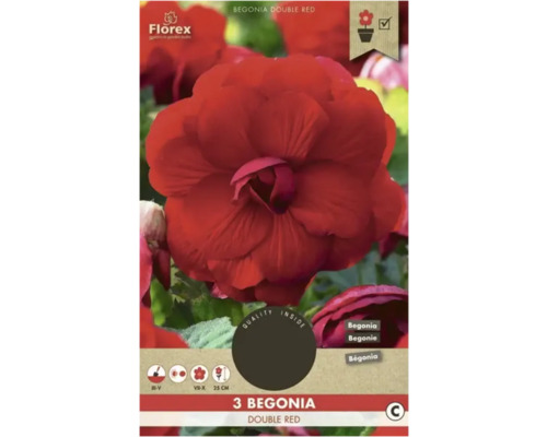 Bulbi de flori Florex begonie Grandiflora roșie 3 buc