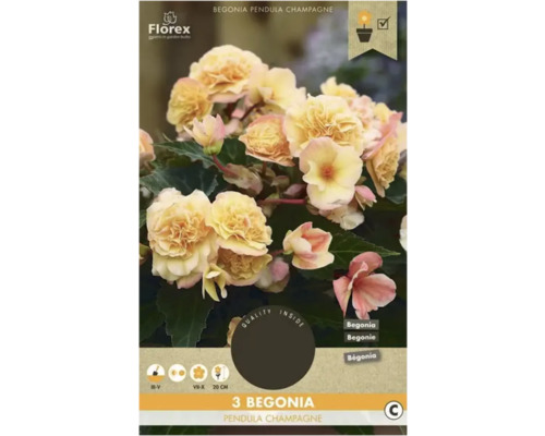 Bulbi de flori Florex begonie Grandiflora crem 3 buc.