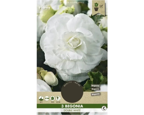 Bulbi de flori Florex begonie Grandiflora albă 3 buc.