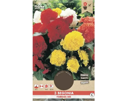 Bulbi de flori Florex begonie mix Fimbriata 3 buc.