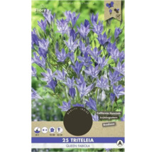 Ambalaj Triteleia Queen Fabiola Zambila californiană cu perioadă de înflorire, înălțimea plantei și informații despre prietenia cu insectele.