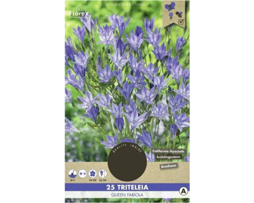 Bulbi de flori Florex Triteleia Brodiaea Queen 25 buc.