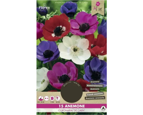 Bulbi de flori Florex anemone De Caen mix 15 buc.