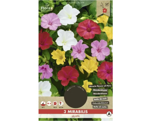 Bulbi de flori Florex Mirabilis Jalapa 3 buc.