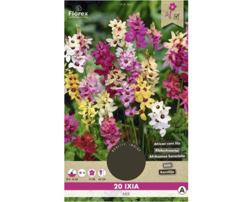 Bulbi de flori Florex Ixia mix 20 buc.