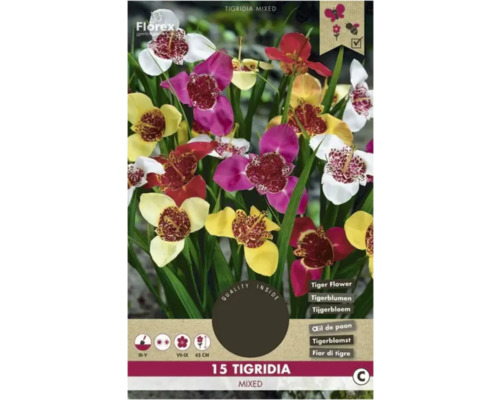 Bulbi de flori Florex Tigridia mix 15 buc.