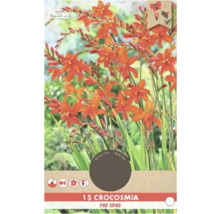 Pachet de bulbi de flori Crocosmia Fire King cu cincisprezece bucăți