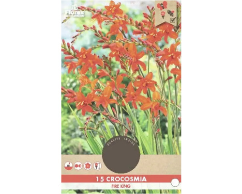 Bulbi de flori Florex Crocosmia Fire King 15 buc.