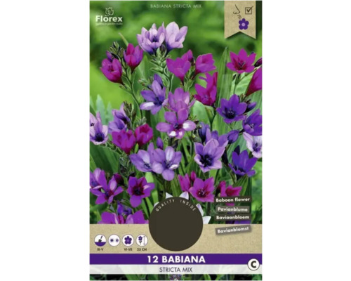 Bulbi de flori Florex babiana Stricta mix 12 buc.