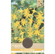 Pachet cu 10 bulbi de flori Crocosmia George Davidson