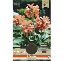 Ambalaj cu două plante Canna Salmon Pink