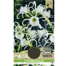 Pachet cu două bulbi de flori Hymenocallis Ismene Festalis