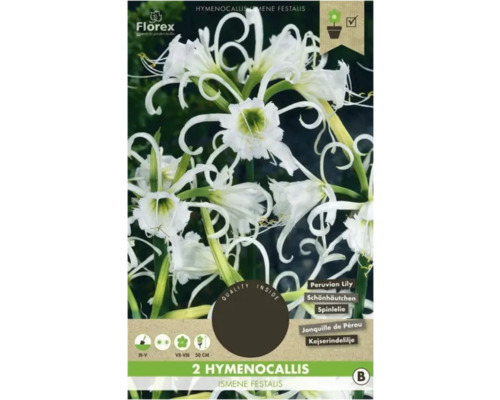 Bulbi de flori Florex crin Hymenocallis Festalis 2 buc.