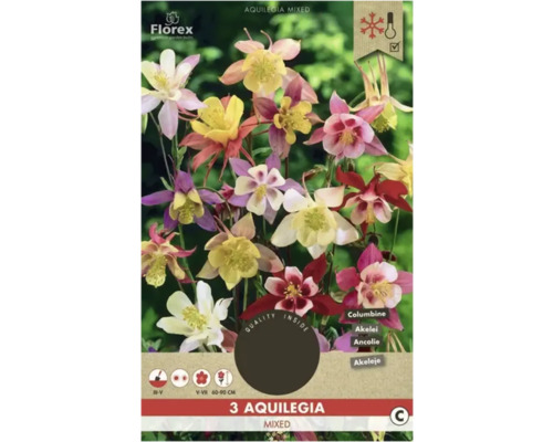 Bulbi de flori Florex căldărușă Aquilegia amestec 3 buc.