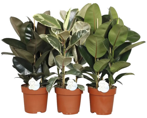 Mix tropical FloraSelf H 75-90 cm Ø 24 cm | HORNBACH