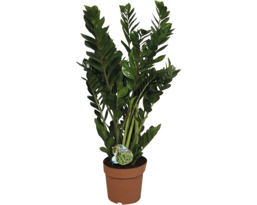 Zamioculcas plantă de interior în ghiveci