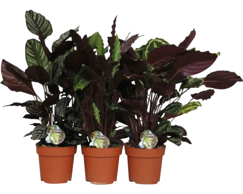 Trei plante de interior din genul Calathea în ghivece de lut