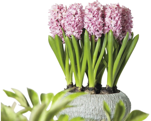 ゆり Zambile FloraSelf Hyacinthus orientalis 'Pink Pearl' | HORNBACH