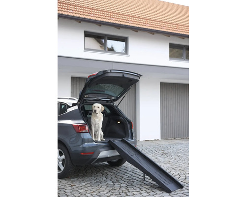 Un câine stă într-un portbagaj cu o rampă