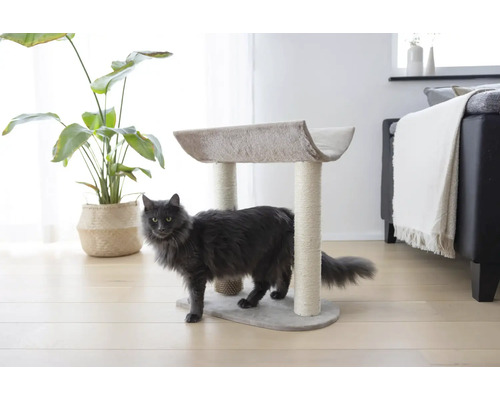 Pisică sub un ansamblu de joacă pentru pisici într-o cameră luminoasă