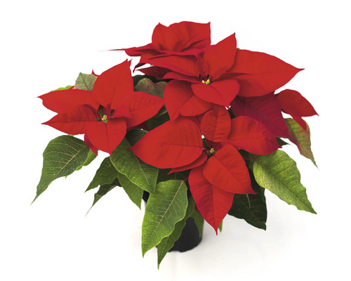 Crăciunița Poinsettia natural Euphorbia pulcherima H 30 cm ghiveci Ø 14 cm roșu Crăciuniță în ghiveci cu bractee roșii și frunze verzi