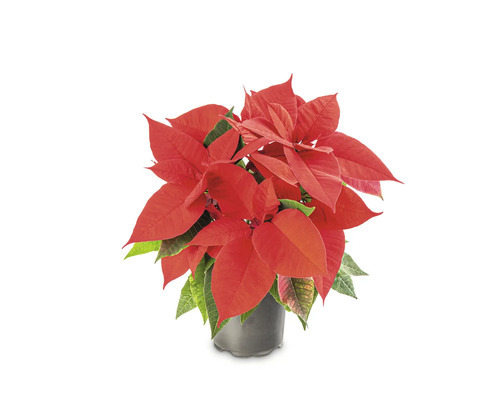 Crăciunița Poinsettia natural Euphorbia pulcherima H 20 cm ghiveci Ø 11 cm roșu